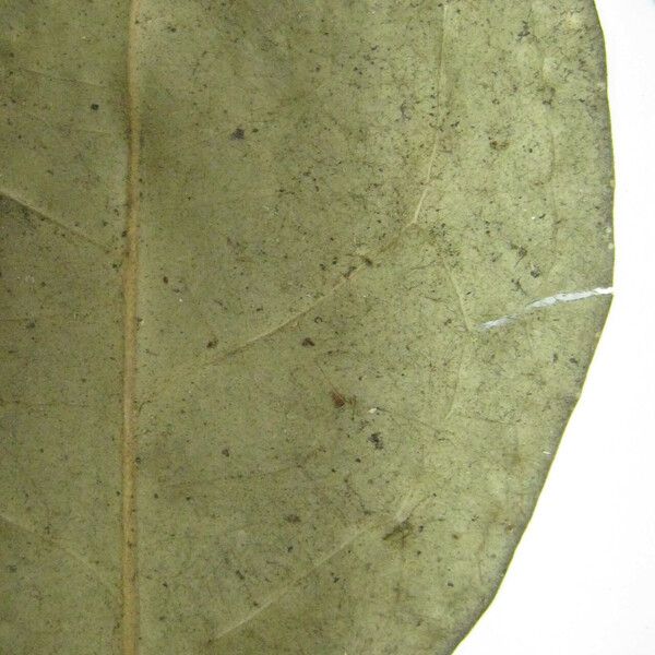 Eugenia mimus