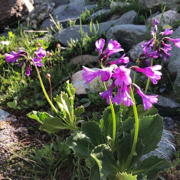 Primula latifolia Habit