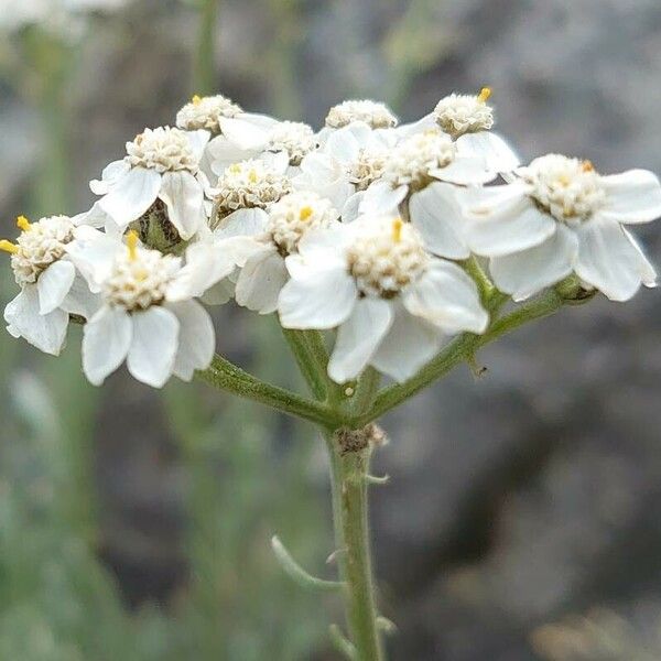 Achillea clavennae Blüte