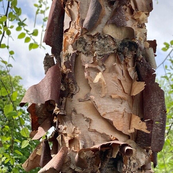 Betula nigra Ŝelo