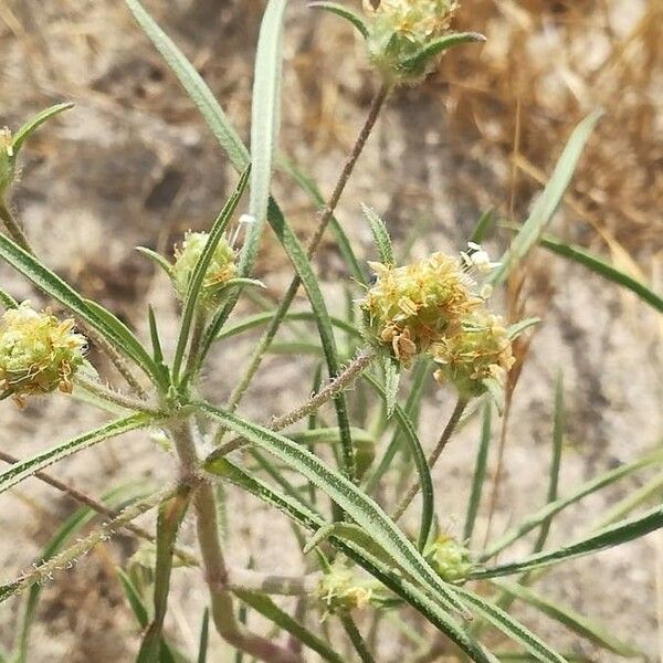 Plantago indica Floare