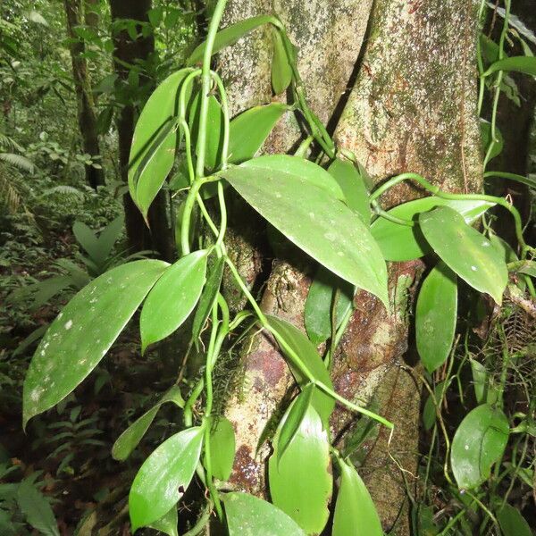 Vanilla pompona Leaf