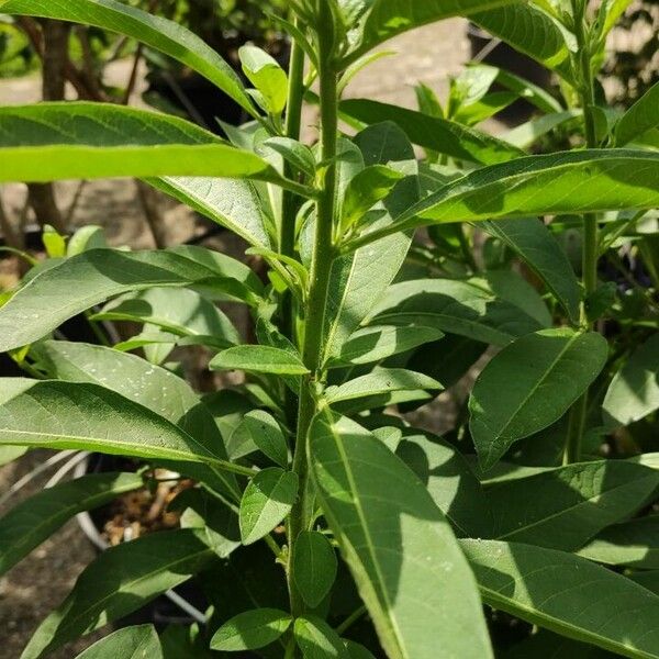 Eriolarynx australis Blatt