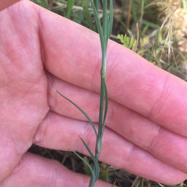 Petrorhagia nanteuilii Blad