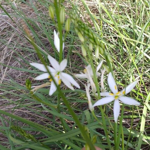 Anthericum liliago Flower