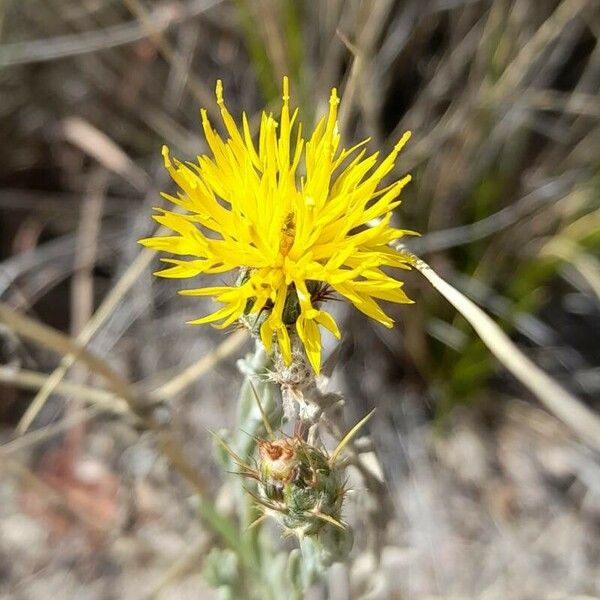 Centaurea solstitialis फूल