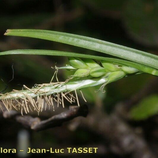 Carex olbiensis Lorea