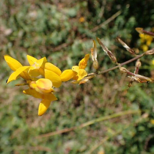 Adenocarpus complicatus Virág