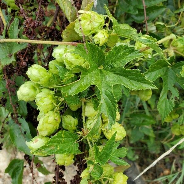 Humulus lupulus Leaf