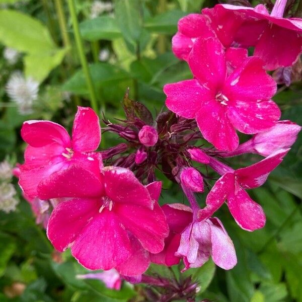 Phlox paniculata പുഷ്പം