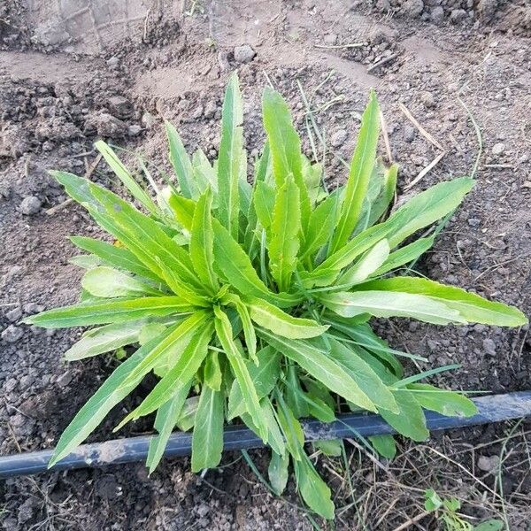 Eryngium foetidum ᱥᱟᱠᱟᱢ