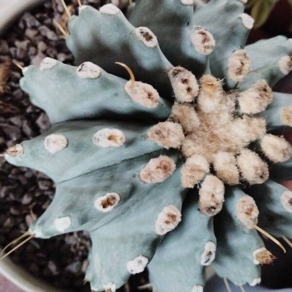 Ferocactus glaucescens 花