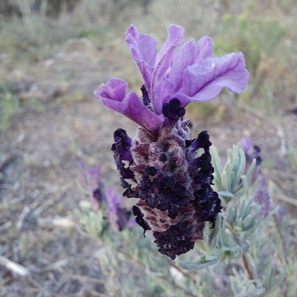 Lavandula stoechas Цветок