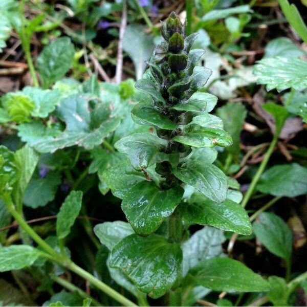 Ajuga reptans Folha