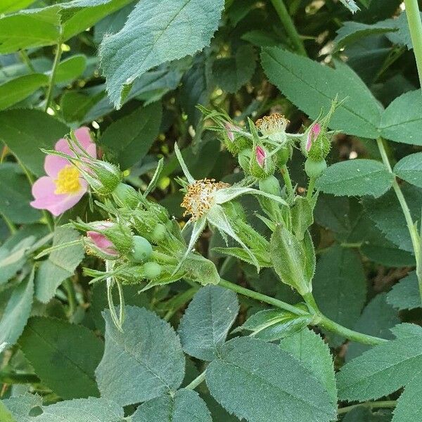 Rosa rubiginosa Habit