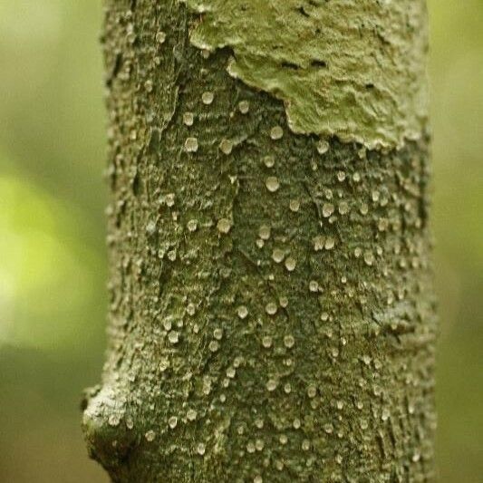 Lacmellea aculeata Bark