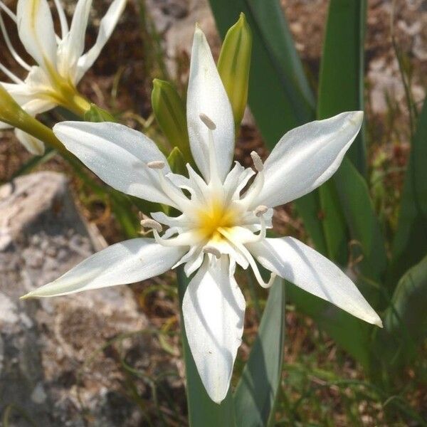 Pancratium illyricum Blüte