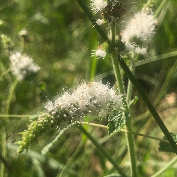 Mentha × villosa Kwiat