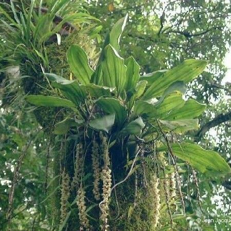 Coelogyne pallida Plante entière