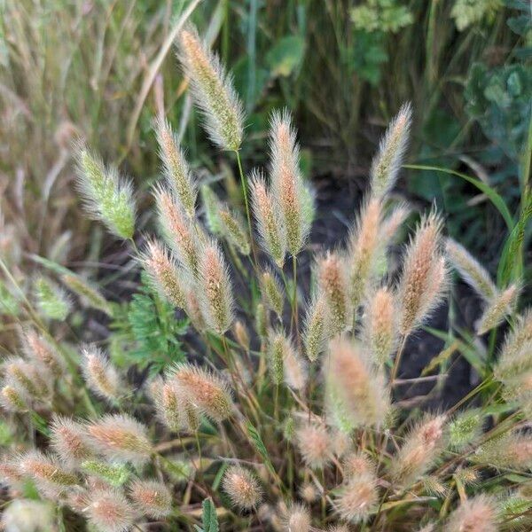 Polypogon monspeliensis Kwiat