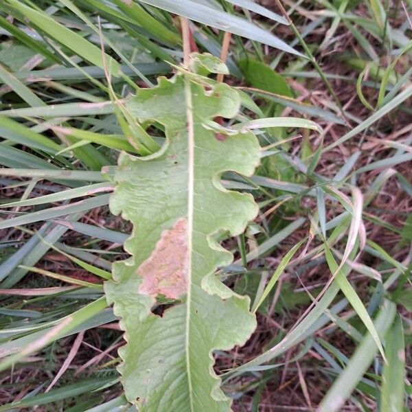 Rumex longifolius Blatt