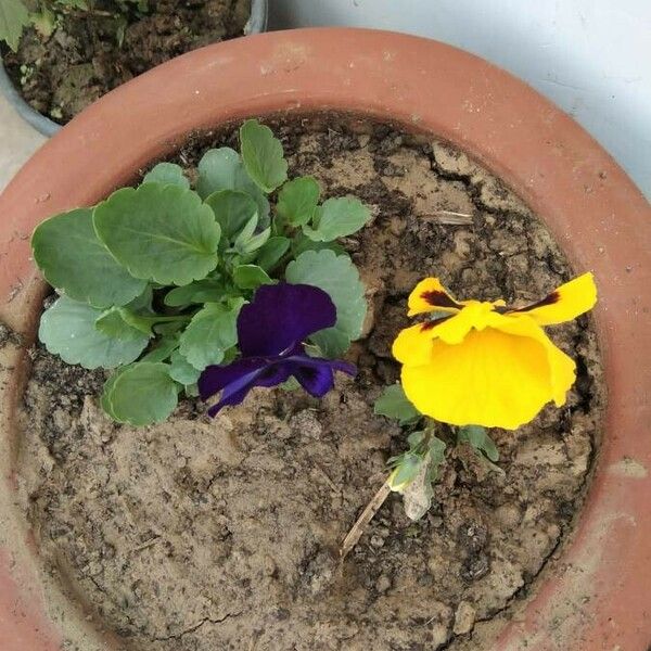 Viola × wittrockiana Flower