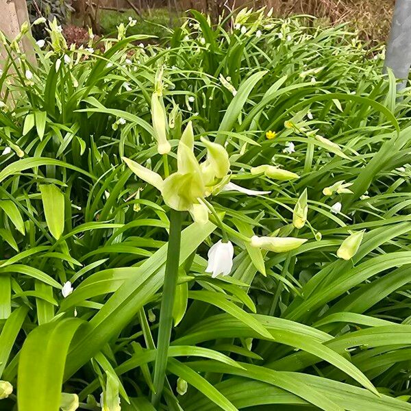 Allium paradoxum Flower