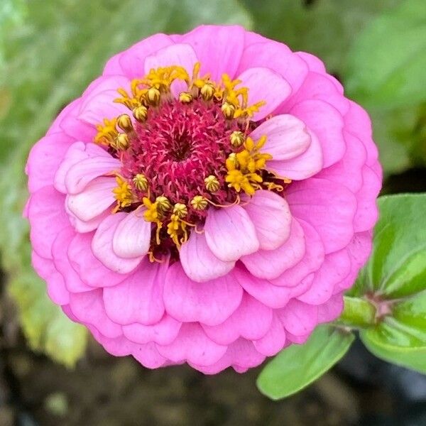 Zinnia elegans Blomma