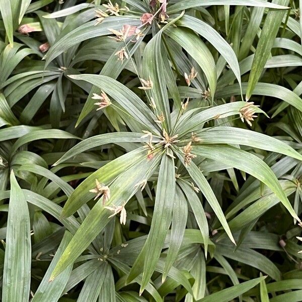 Cyperus alterniflorus পাতা