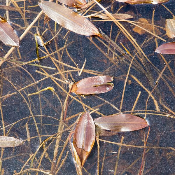 Potamogeton natans Blatt