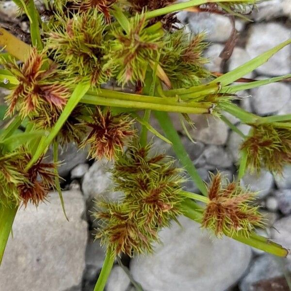 Cyperus squarrosus Плод