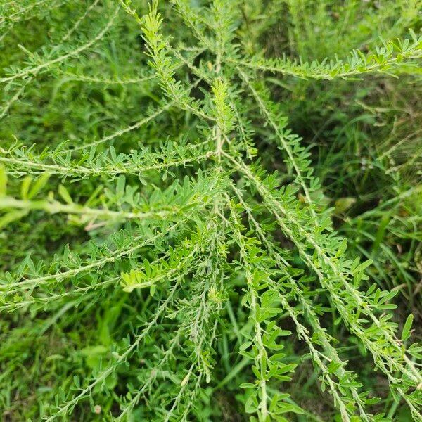 Lespedeza cuneata Liść