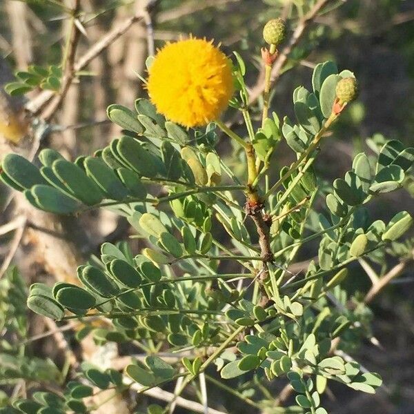 Vachellia exuvialis Blomst