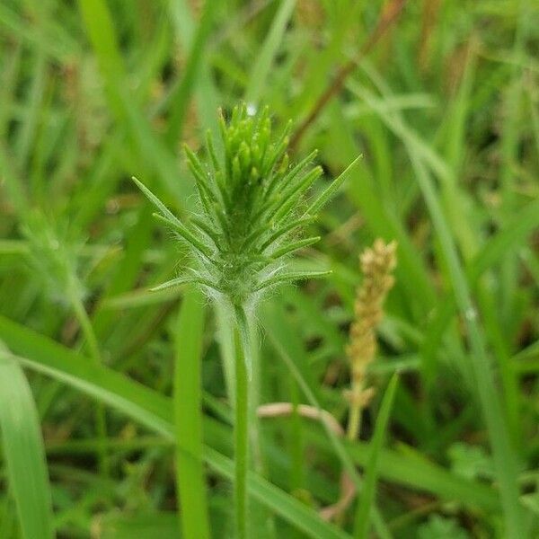 Plantago aristata Flower