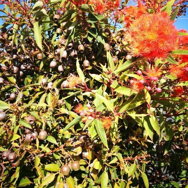 Corymbia ficifolia Blomst