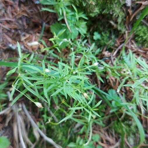 Stellaria longifolia Leaf