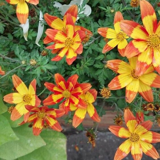 Bidens triplinervia Flors