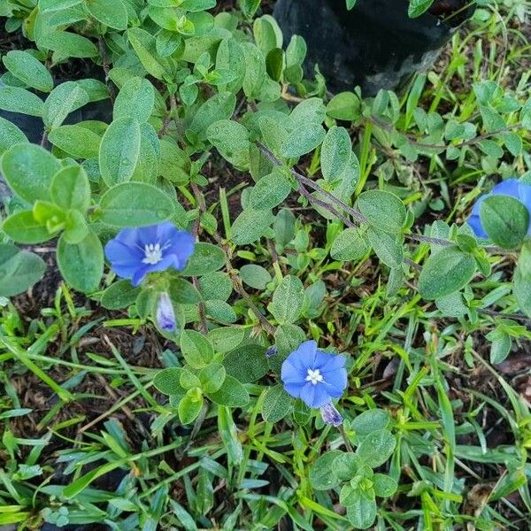 Evolvulus alsinoides Flors