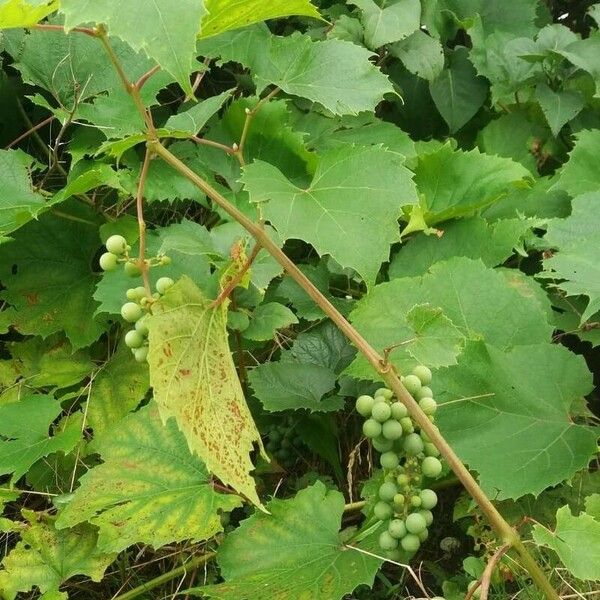 Vitis aestivalis Frucht