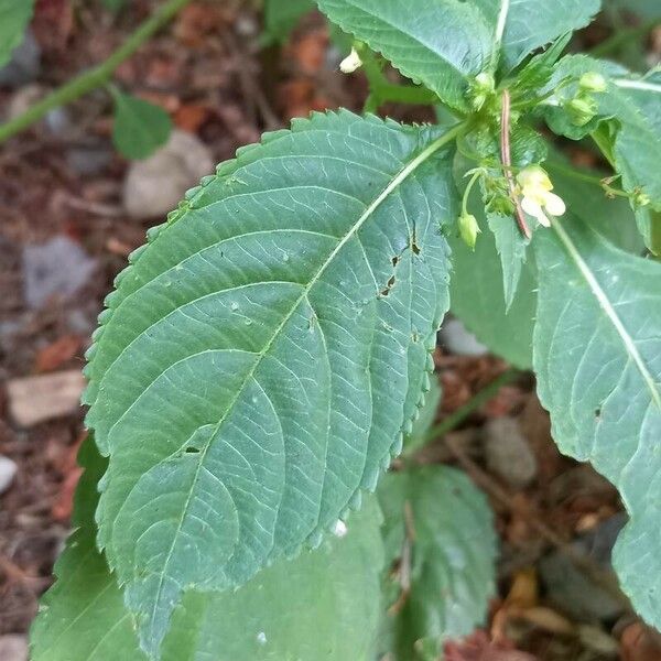 Impatiens parviflora Leaf