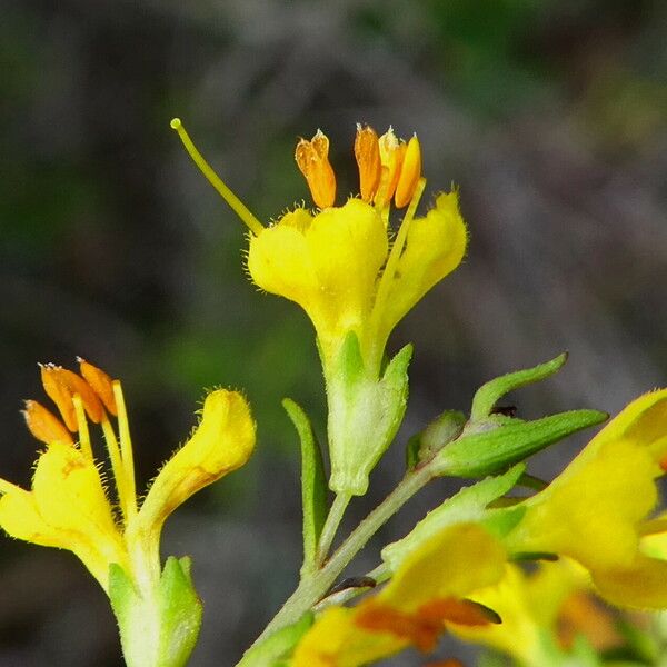 Odontites luteus Fiore