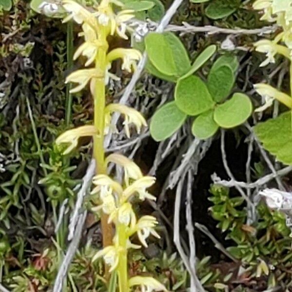 Herminium monorchis Flower