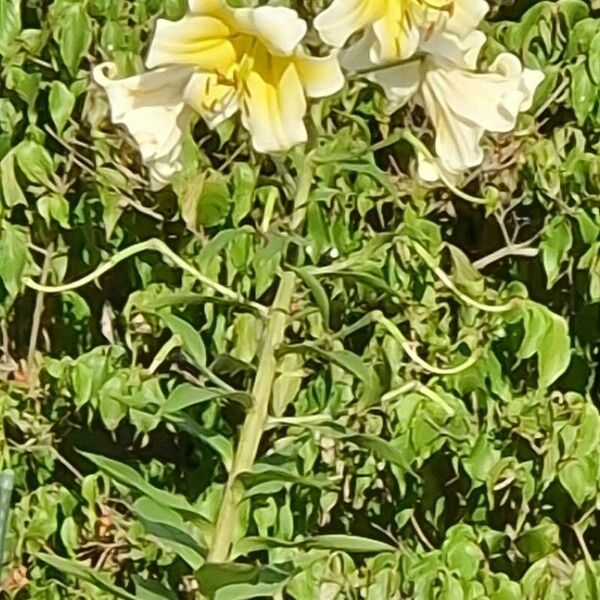 Lilium regale Floare