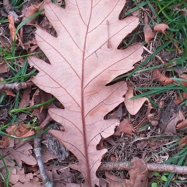 Quercus frainetto Leaf