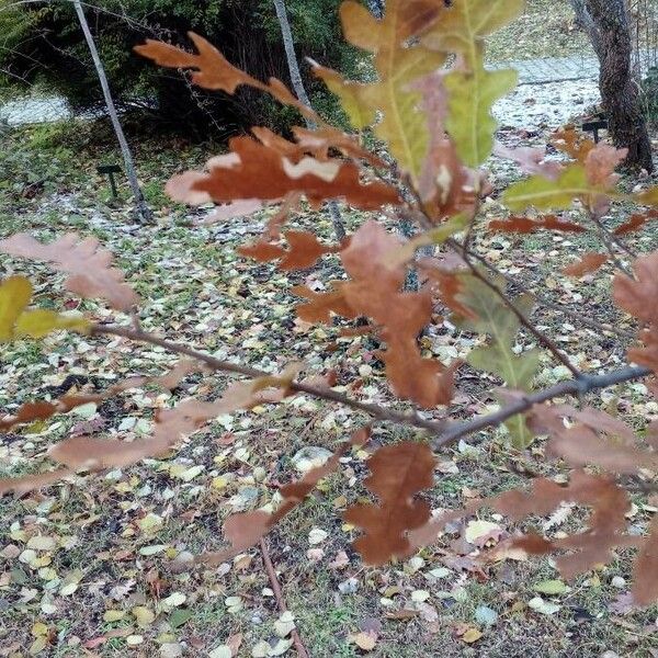 Quercus cerris Folha