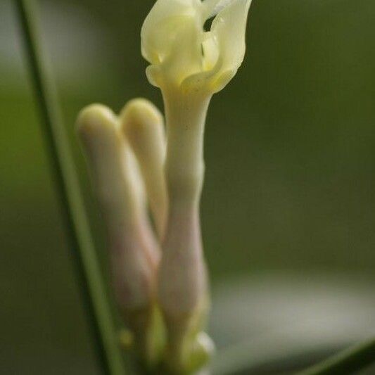 Tabernaemontana disticha Flower