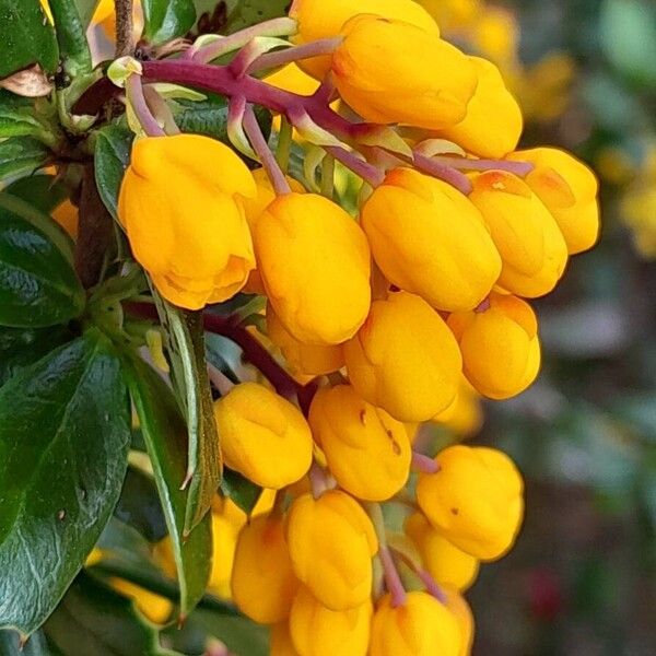 Berberis darwinii 花