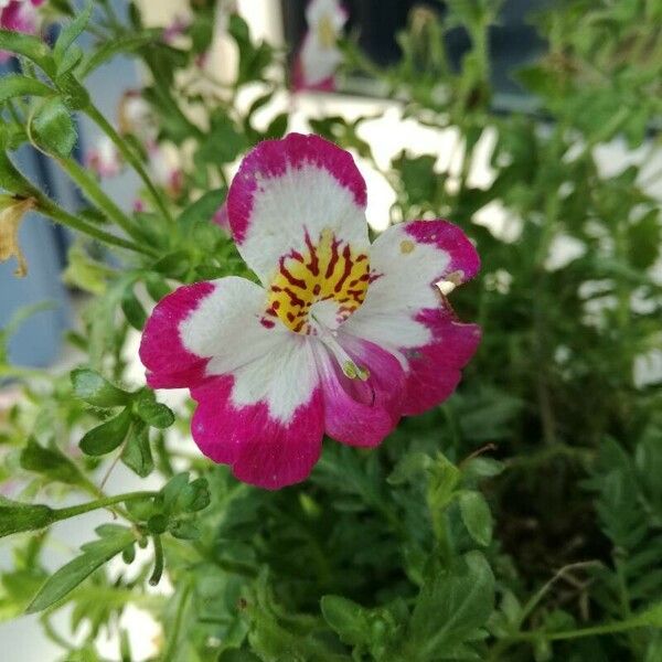 Schizanthus pinnatus Flower