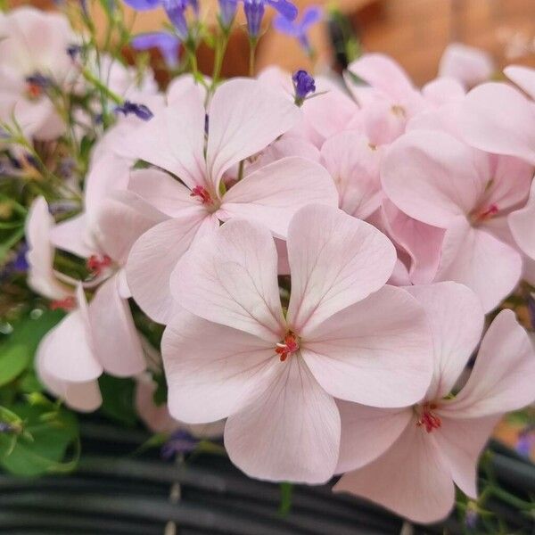 Pelargonium peltatum 花