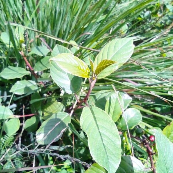 Frangula dodonei Lapas